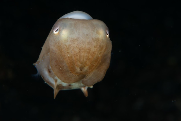 Amazing picture of dumbo octopus under the water