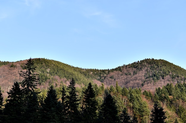 Amazing Pine Forest