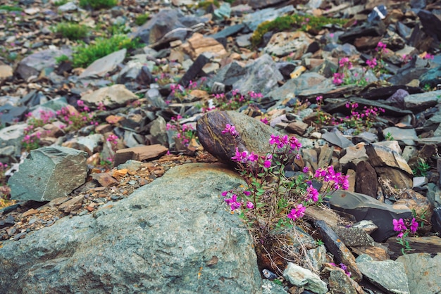 Amazing pink flowers of wormwood grows on rocks among stones close up. 