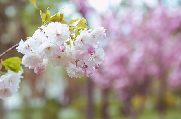 Amazing pink sakura tree in bloom in spring in sunny day