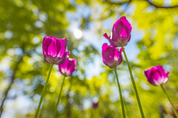 Amazing pink tulip flowers blooming in forest field blurry nature landscape Sunny colorful park