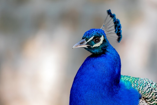 Amazing portrait of a peacock  