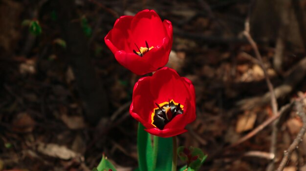 Photo amazing red flower desktop background