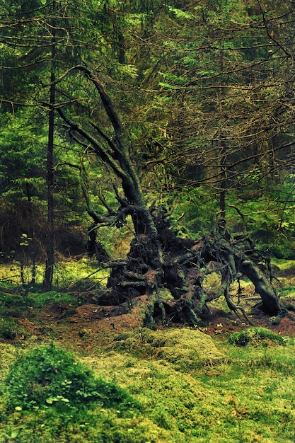 Amazing root of fallen tree of fancy shape