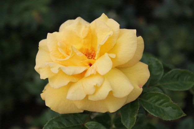 Amazing rose of delicate yellow color is surrounded by beautiful leaves on an isolated black background