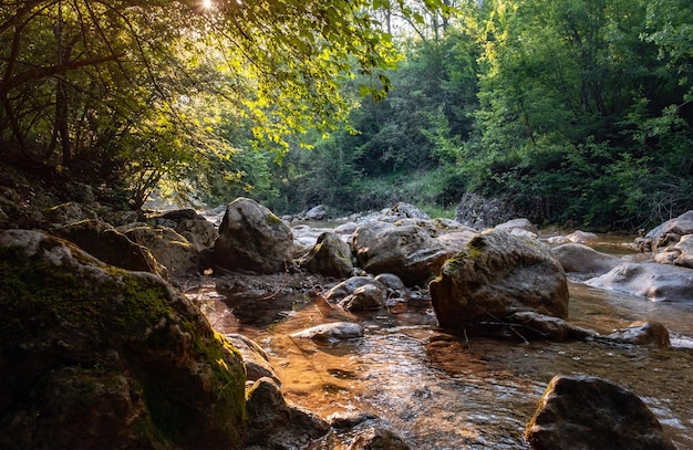 Incredibile vista panoramica foresta con fiume sullo sfondo di alberi verdi al mattino o alla sera raggi del sole