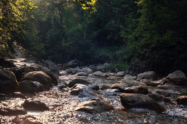 Amazing scenic view forest with river on background green trees in the morning or evening rays of the sun