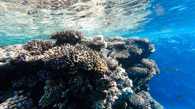 Удивительный вид на море от морского дна до поверхности воды, возле которой плавают кораллы и тропические рыбы.