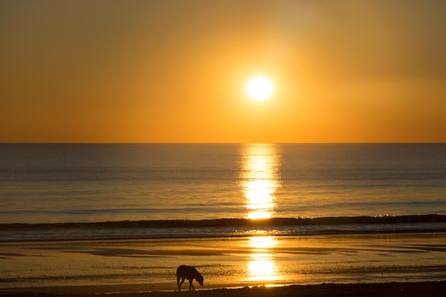Amazing shot of a calm blue sea on orange sunset background