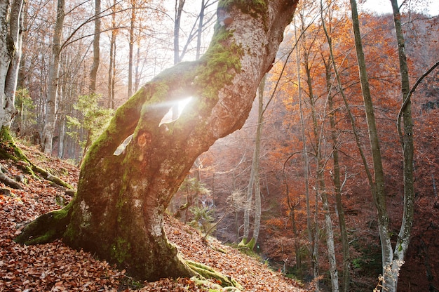 Amazing shot of sunlight froom hole of moss tree. Sun shine froom trees