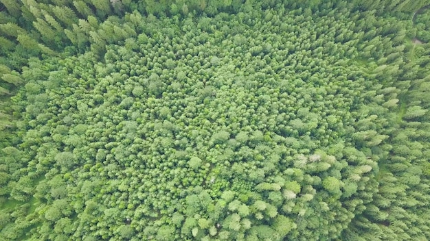 ドローンからのカルパティア山脈の森の素晴らしいショットシネビル湖の隣のシネビル牧草地の美しい木の広角パノラマショットウクライナのカルパティア山脈の美しい風景