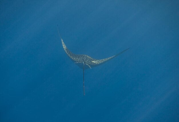 Photo amazing spotted eagle ray in clear blue seawater with sunrays from the surface