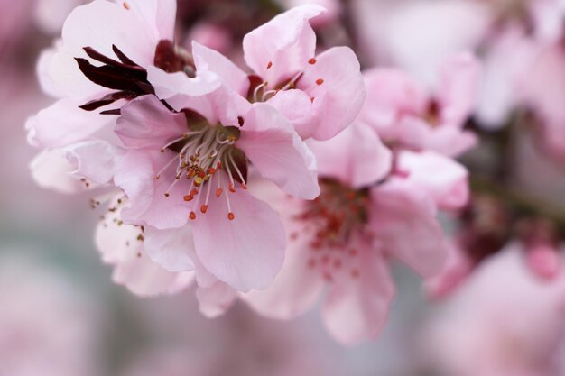 Amazing spring blossom Closeup view of cherry tree with beautiful pink flowers outdoors