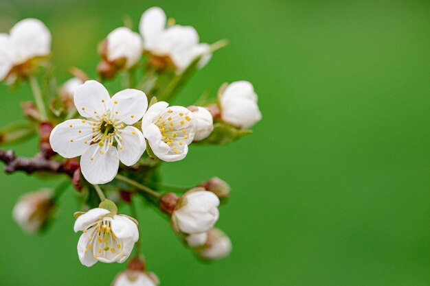 写真 素晴らしい春の開花 美しい花を ⁇ かせた木の枝