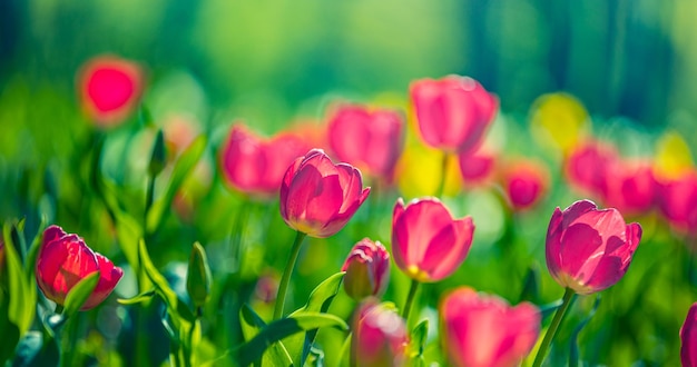 Amazing spring nature closeup. Beautiful soft pastel pink tulips blooming in a tulip field in garden