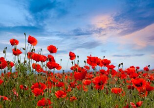 Red poppy photos