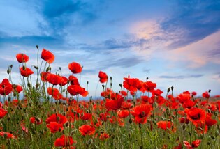 Red poppy photos
