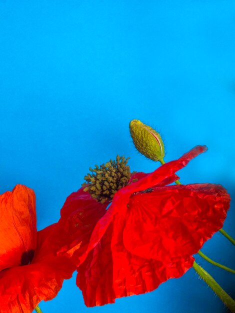 Amazing spring red poppy on blue background