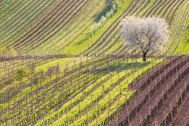 Amazing spring rural landscape with blossoming cherry tree and rows of young vineyards during sunny day.