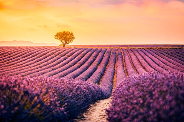 Amazing summer landscape. Lavender field summer sunset landscape near Valensole. Provence, France