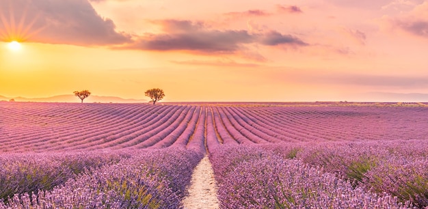 Amazing summer landscape. Lavender field summer sunset landscape near Valensole. Provence, France