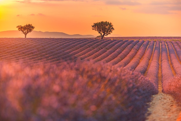 Amazing summer landscape. Lavender field summer sunset landscape near Valensole. Provence, France