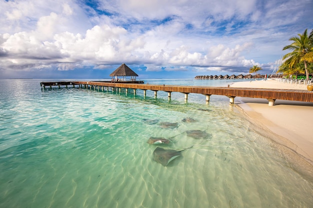 Amazing sunset beach shore, water villa, shallows with sting rays and sharks in Maldives islands