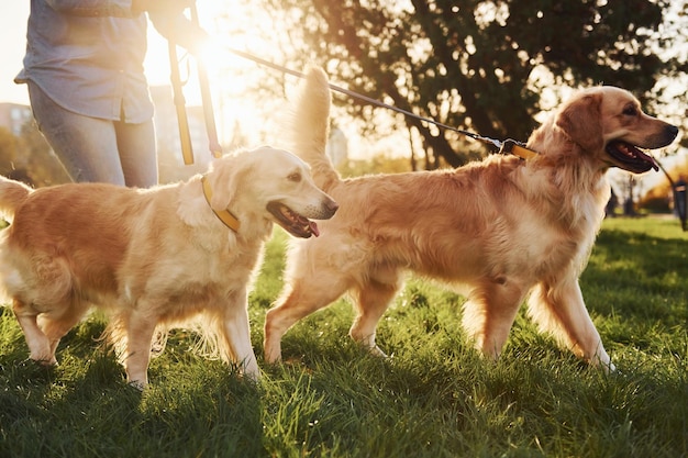 素晴らしい日差しの女性は公園で2匹のゴールデンレトリバー犬と散歩をしています