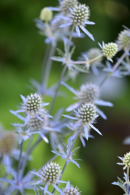 Photo amazing thistles in a wild flower garden