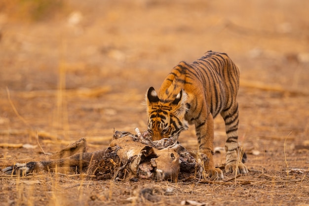 Amazing tiger in the nature habitat. tiger pose during the\
golden light time. wildlife scene with danger animal. hot summer in\
india. dry area with beautiful indian tiger