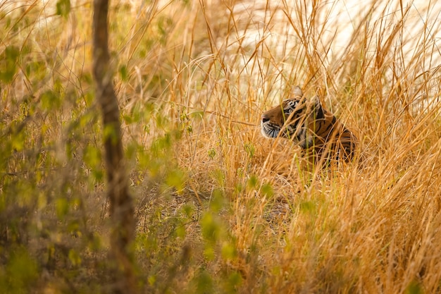 Amazing tiger in the nature habitat. Tiger pose during the golden light time. Wildlife scene with danger animal. Hot summer in India. Dry area with beautiful indian tiger