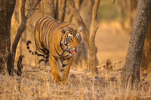 Incredibile tigre nell'habitat naturale