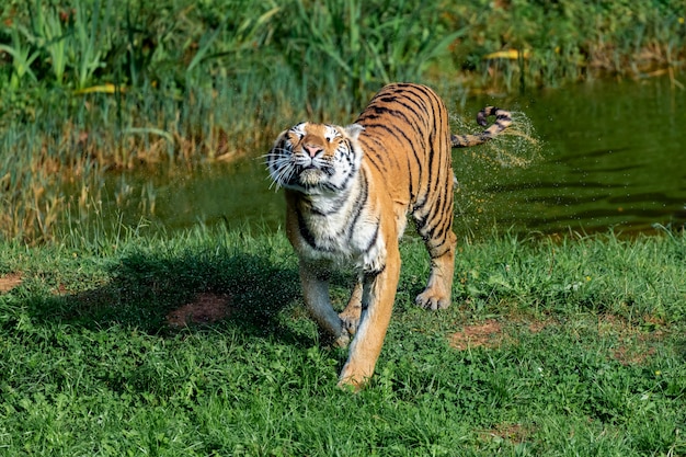 Photo amazing tiger