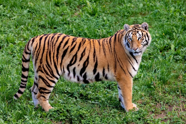 Photo amazing tiger