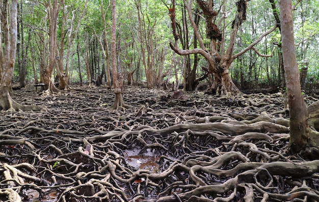 Удивительные корни деревьев в мангровых лесах провинции Трат, Таиланд