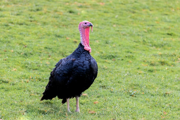 Amazing turkey for thanksgiving