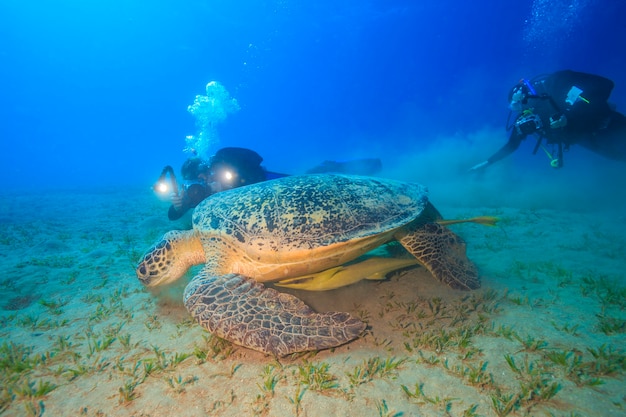 Abu Dabbab Red Sea Egypt의 놀라운 거북이