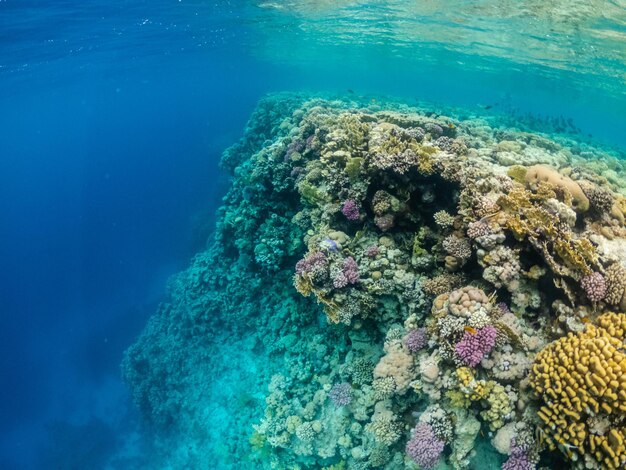 Удивительная подводная жизнь в красочном коралловом рифе Красного моря