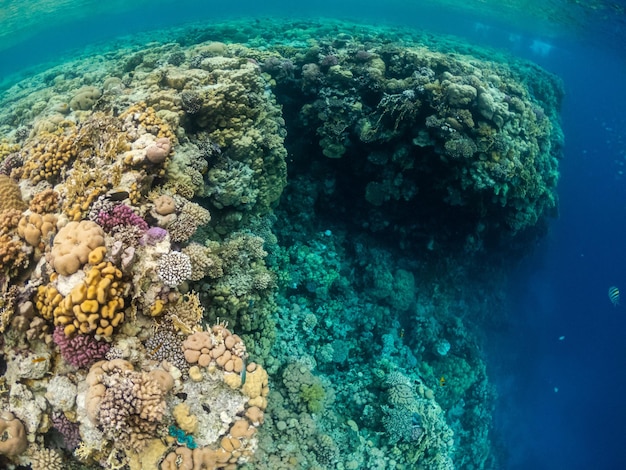 Удивительная подводная жизнь в красочном коралловом рифе Красного моря