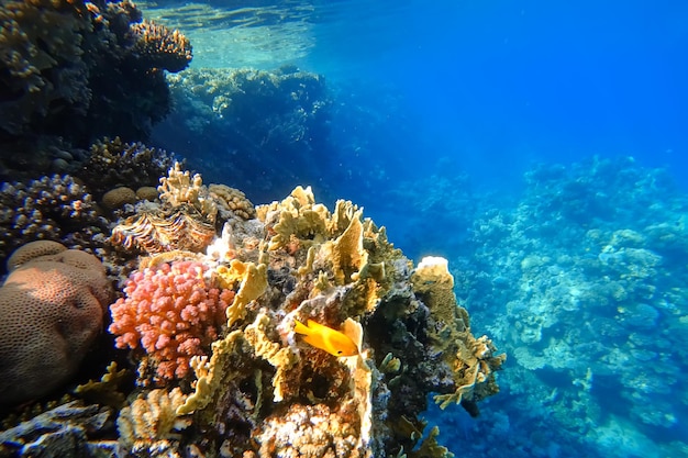 Amazing underwater world of the Red Sea beautiful colorful corals on the background of the blue abyss