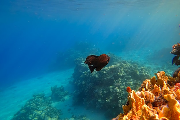 The amazing underwater world of the Red Sea, next to the colorful corals, a flock of fish swims on which the rays of the sun illuminate