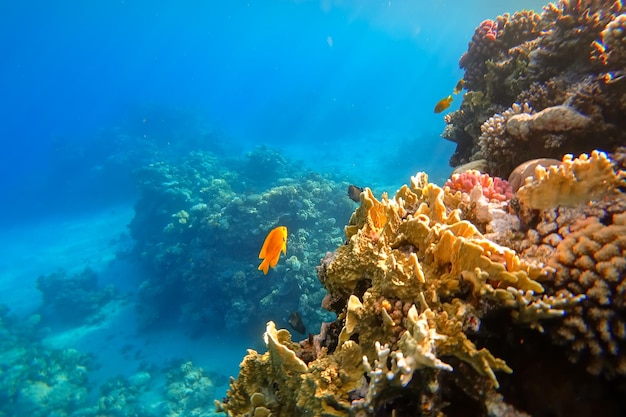 노란 산호 근처에 있는 홍해의 놀라운 수중 세계는 태양 광선이 빛나는 작은 노란 물고기를 헤엄치고 있습니다.
