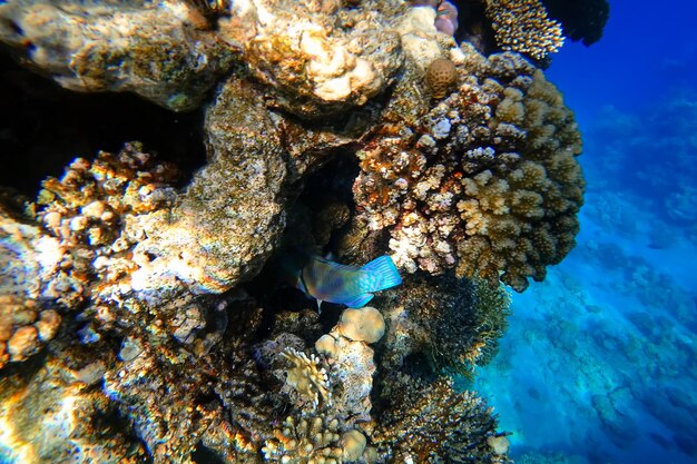 Amazing underwater world of the Red Sea tropical fish swim into corals