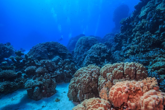 Amazing underwater world of the Red Sea