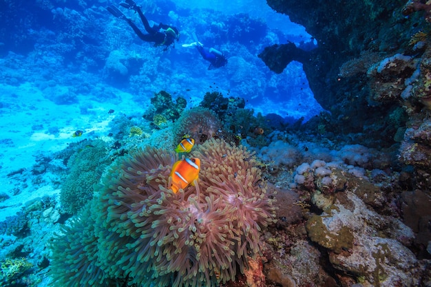 紅海の素晴らしい水中世界