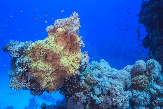 Amazing underwater world of the Red Sea