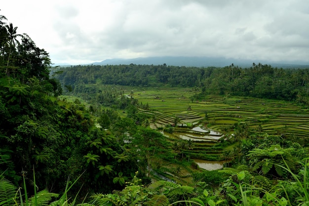Photo amazing view of the beautiful terraced rice fields bali