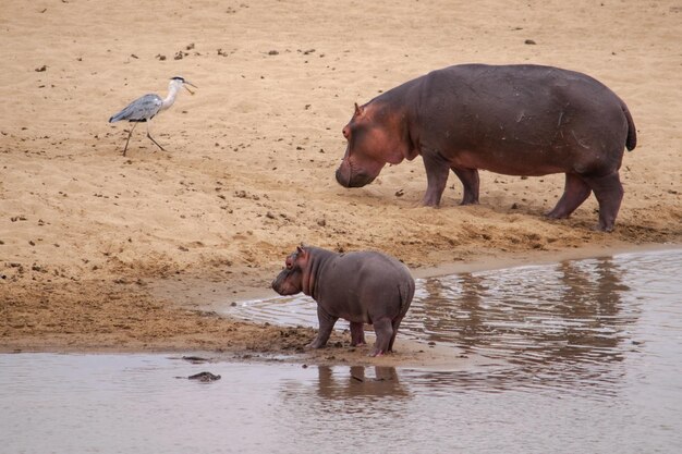 Photo an amazing view of a hippo mother and its cub on the sandy banks of an african river