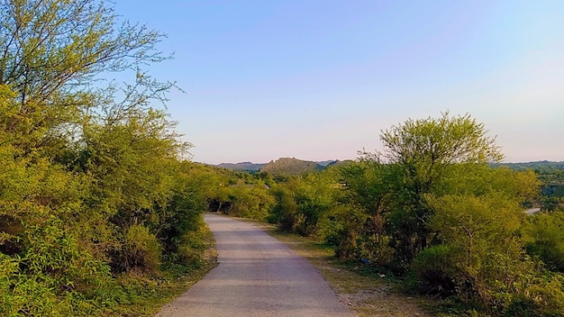 森の中の道路の驚くべき景色