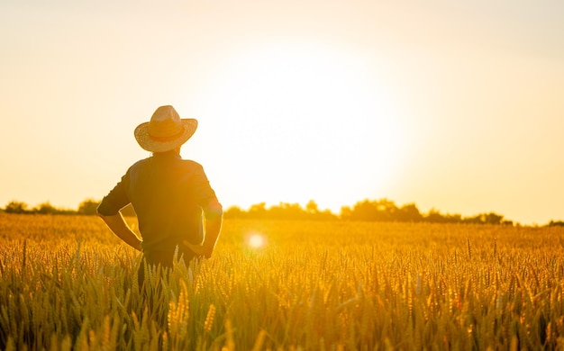 Amazing view with man standing back to the camera farmer checks\
natural organic harvest in the sunset light